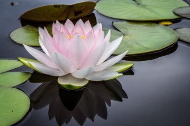 Zen Lotus Yoga Détente ©Photo de Jay Castor