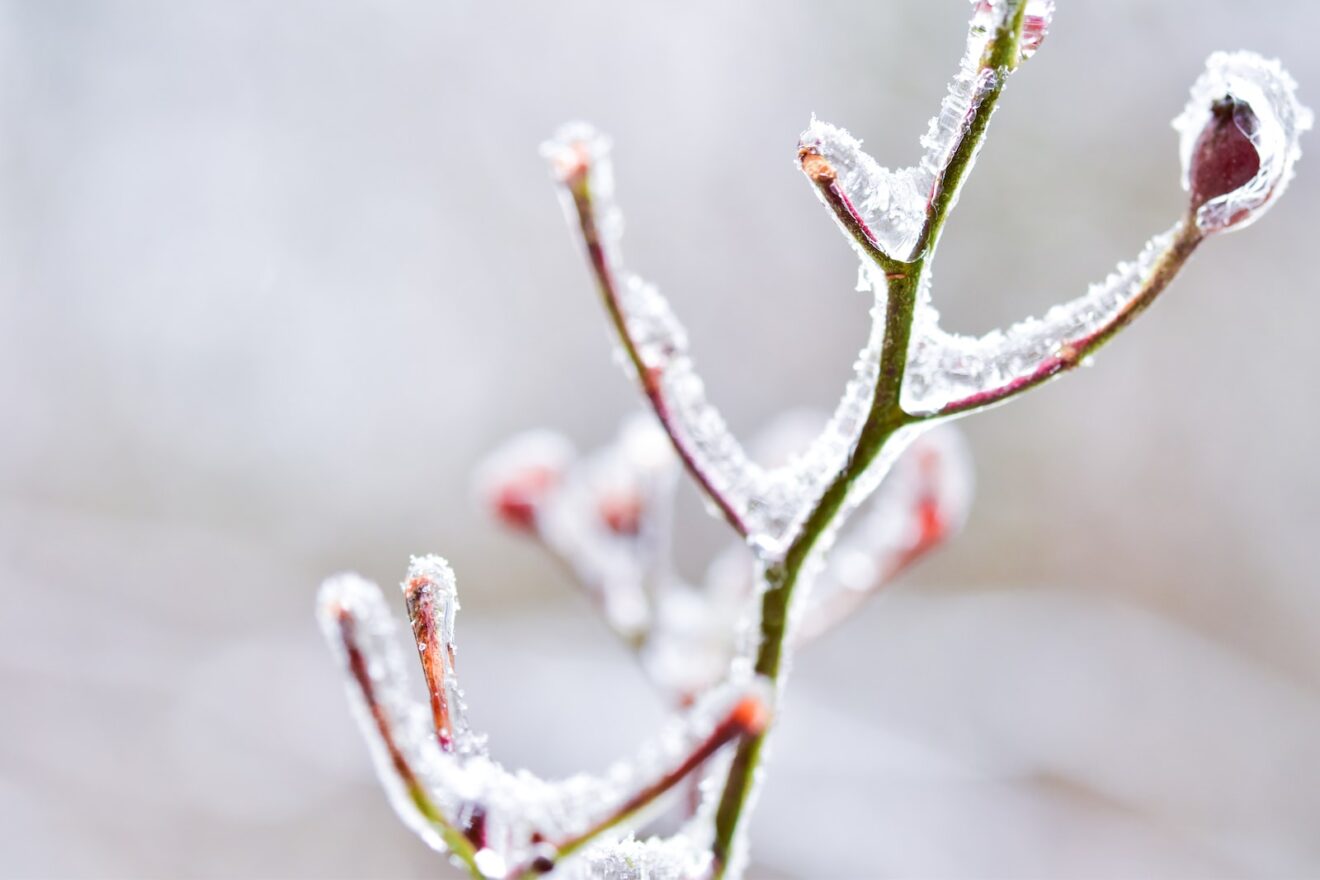 Gel hiver froid fleurs faune flore perte récolte agriculture©Jason Mitrione